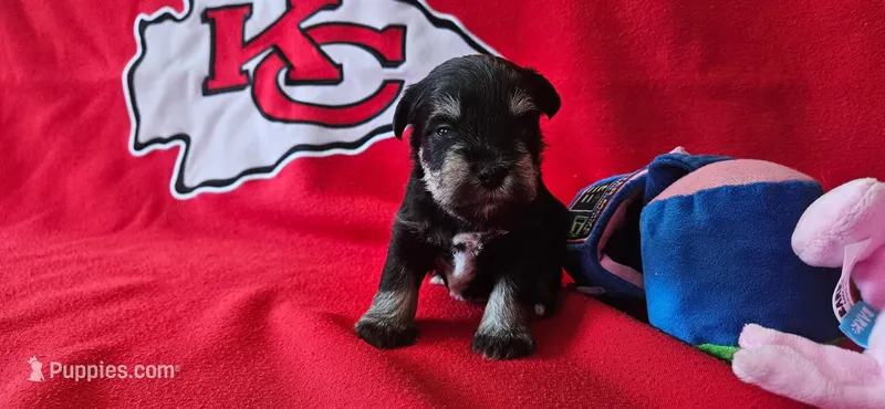 AKC Finn – Miniature Schnauzer puppy for sale in Warsaw, MO