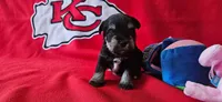 AKC Finn, a male Miniature Schnauzer for sale in Warsaw, MO – 1 of 3