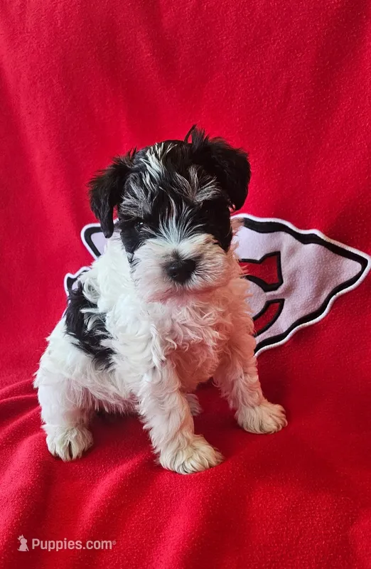 AKC Jackie – Miniature Schnauzer puppy for sale in Warsaw, MO