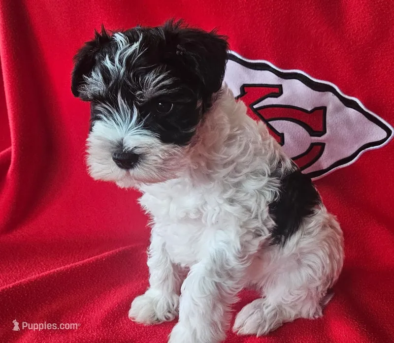 AKC Jackie – Miniature Schnauzer puppy for sale in Warsaw, MO