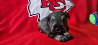 AKC Sapphire, a female Miniature Schnauzer for sale in Warsaw, MO – 2 of 3