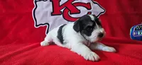 AKC Jackie, a male Miniature Schnauzer for sale in Warsaw, MO – 3 of 4