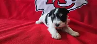 AKC Jackie, a male Miniature Schnauzer for sale in Warsaw, MO – 4 of 4