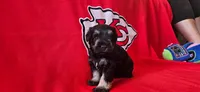 AKC Diamond, a female Miniature Schnauzer for sale in Warsaw, MO – 3 of 4