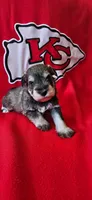 AKC Jewel, a female Miniature Schnauzer for sale in Warsaw, MO – 3 of 3