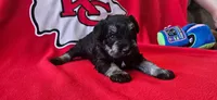 AKC Star, a female Miniature Schnauzer for sale in Warsaw, MO – 1 of 3