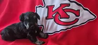 AKC Star, a female Miniature Schnauzer for sale in Warsaw, MO – 2 of 3