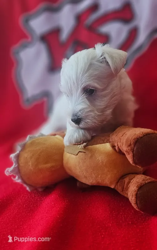 Prince Phillip (AKC) – Miniature Schnauzer puppy for sale in Warsaw, MO