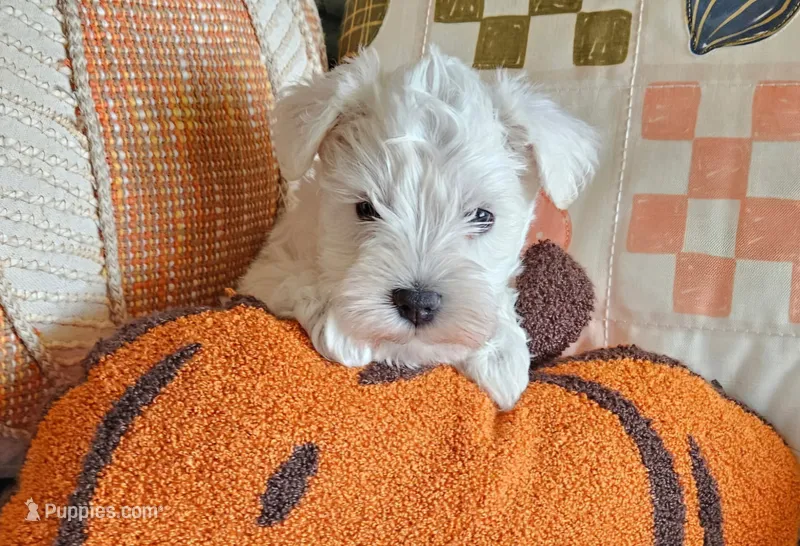 Snow White (AKC) – Miniature Schnauzer puppy for sale in Warsaw, MO