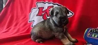AKC Leo, a male Miniature Schnauzer for sale in Warsaw, MO – 4 of 4