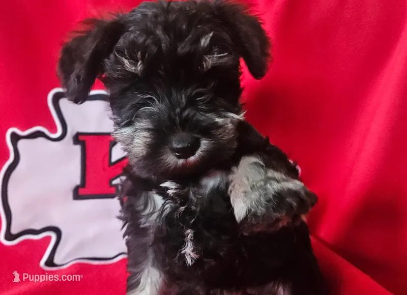 AKC Star – Miniature Schnauzer puppy for sale in Warsaw, MO