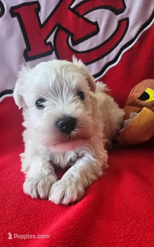 Snow White (AKC) – Miniature Schnauzer puppy for sale in Warsaw, MO