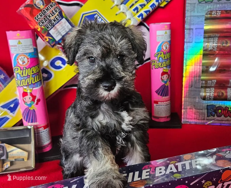 AKC Sapphire – Miniature Schnauzer puppy for sale in Warsaw, MO