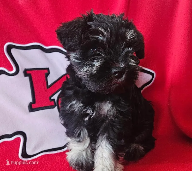 AKC Diamond – Miniature Schnauzer puppy on hold in Warsaw, MO
