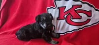 AKC Star, a female Miniature Schnauzer for sale in Warsaw, MO – 3 of 3
