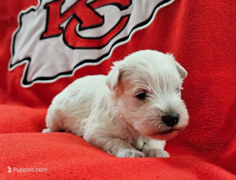 Snow White (AKC) – Miniature Schnauzer puppy for sale in Warsaw, MO