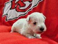 Snow White (AKC), a female Miniature Schnauzer for sale in Warsaw, MO – 1 of 3