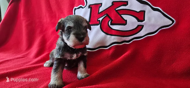 AKC Jewel – Miniature Schnauzer puppy for sale in Warsaw, MO