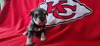 AKC Jewel, a female Miniature Schnauzer for sale in Warsaw, MO – 1 of 3