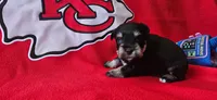 AKC Finn, a male Miniature Schnauzer for sale in Warsaw, MO – 3 of 3