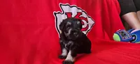 AKC Diamond, a female Miniature Schnauzer for sale in Warsaw, MO – 4 of 4