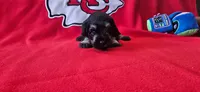 AKC Diamond, a female Miniature Schnauzer for sale in Warsaw, MO – 2 of 4