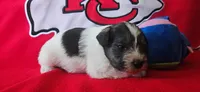 AKC Maui, a male Miniature Schnauzer for sale in Warsaw, MO – 3 of 3