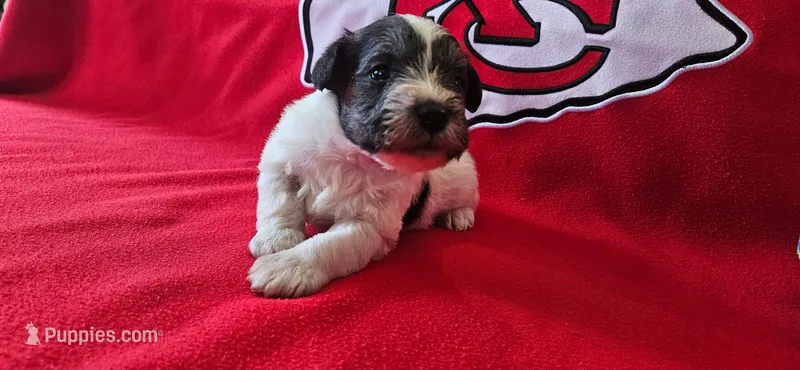 AKC Maui – Miniature Schnauzer puppy for sale in Warsaw, MO
