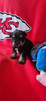 AKC Finn, a male Miniature Schnauzer for sale in Warsaw, MO – 2 of 3