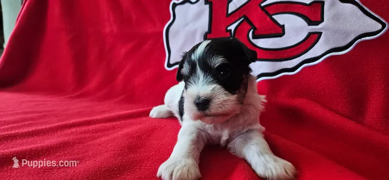 AKC Jackie – Miniature Schnauzer puppy for sale in Warsaw, MO