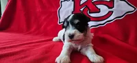AKC Jackie, a male Miniature Schnauzer for sale in Warsaw, MO – 1 of 4