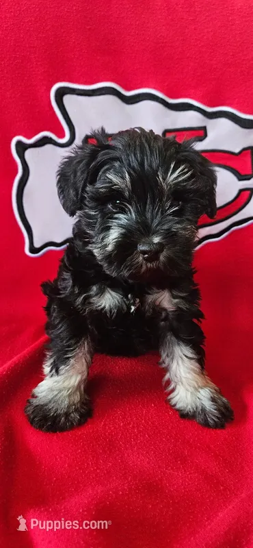 AKC Diamond – Miniature Schnauzer puppy for sale in Warsaw, MO