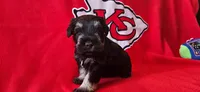 AKC Diamond, a female Miniature Schnauzer for sale in Warsaw, MO – 1 of 4