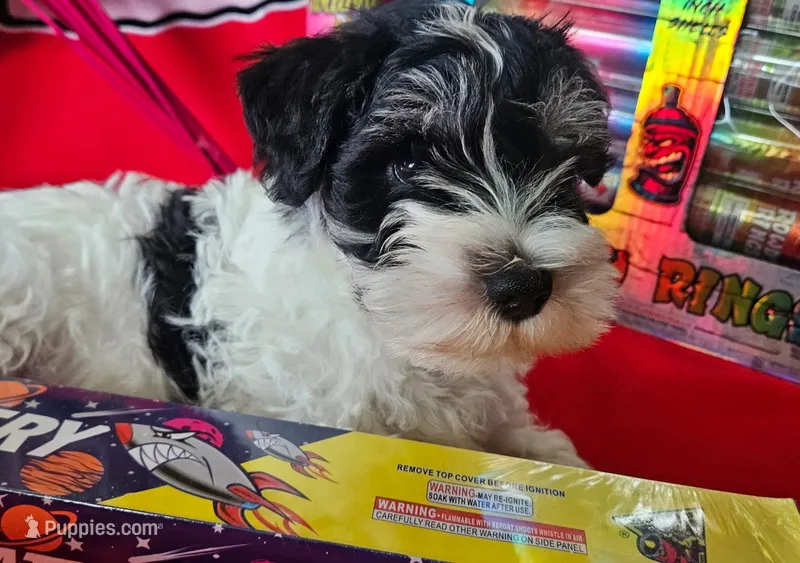 AKC Jackie – Miniature Schnauzer puppy for sale in Warsaw, MO