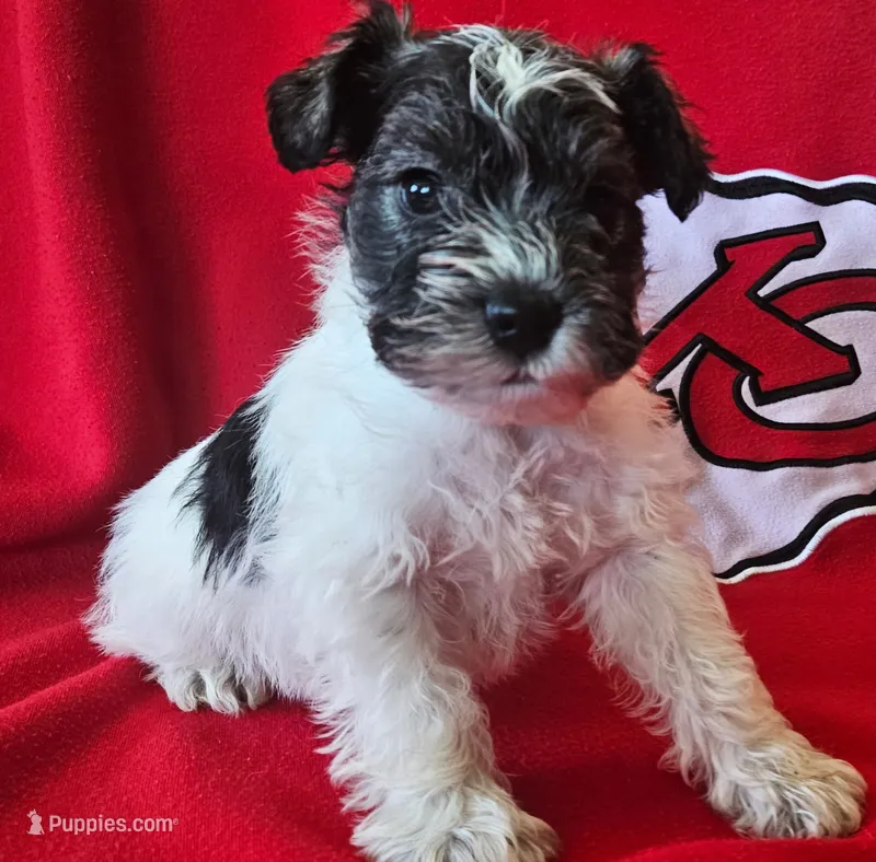 AKC Maui – Miniature Schnauzer puppy for sale in Warsaw, MO