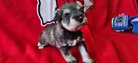 AKC Jewel, a female Miniature Schnauzer for sale in Warsaw, MO – 2 of 3
