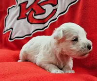 Snow White (AKC), a female Miniature Schnauzer for sale in Warsaw, MO – 2 of 3