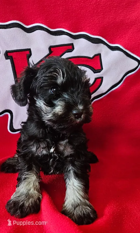 AKC Star – Miniature Schnauzer puppy for sale in Warsaw, MO