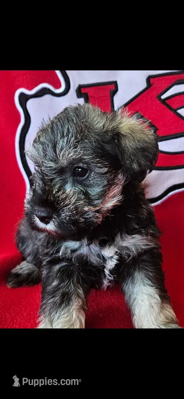 AKC Sapphire – Miniature Schnauzer puppy for sale in Warsaw, MO