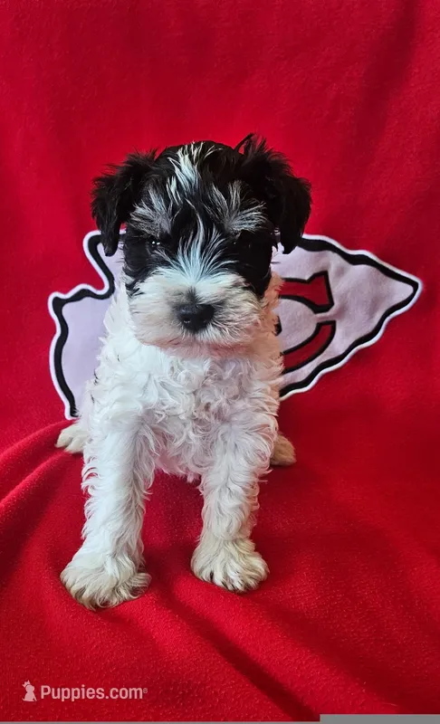 AKC Jackie – Miniature Schnauzer puppy for sale in Warsaw, MO