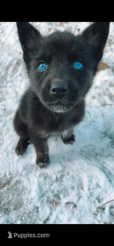 Aspen – German Shepherd Dog, Siberian Husky puppy for sale in Johnstown, PA