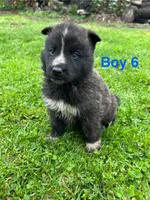 Boy 6, a male German Shepherd Dog and Siberian Husky for sale in Johnstown, PA – 7 of 8