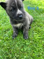 Boy 5, a male German Shepherd Dog and Siberian Husky for sale in Johnstown, PA – 6 of 6