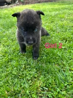Girl 2, a female German Shepherd Dog and Siberian Husky for sale in Johnstown, PA – 3 of 9