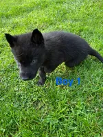 Boy 1, a male German Shepherd Dog and Siberian Husky for sale in Johnstown, PA – 7 of 9