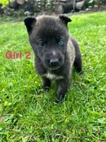 Girl 2, a female German Shepherd Dog and Siberian Husky for sale in Johnstown, PA – 9 of 9