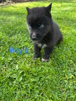 Boy 2, a male German Shepherd Dog and Siberian Husky for sale in Johnstown, PA – 2 of 8