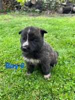 Boy 6, a male German Shepherd Dog and Siberian Husky for sale in Johnstown, PA – 4 of 8
