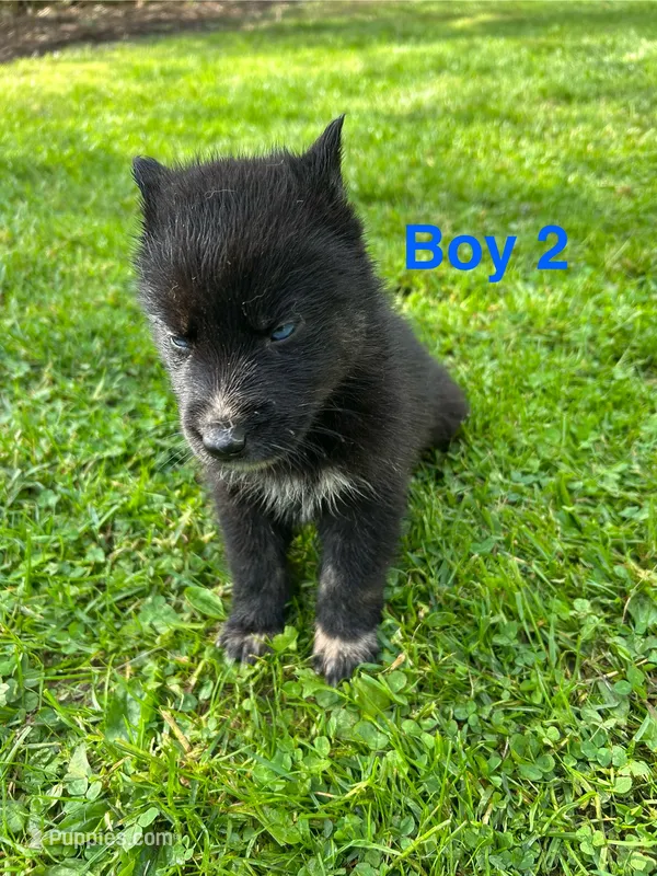 Boy 2 – German Shepherd Dog, Siberian Husky puppy for sale in Johnstown, PA