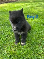 Boy 2, a male German Shepherd Dog and Siberian Husky for sale in Johnstown, PA – 1 of 8